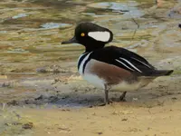 walk 040419 1.webp