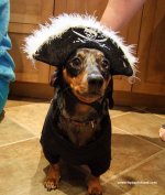 pirate-dachshund-costume.jpg