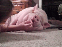 giphy-downsized.gif
