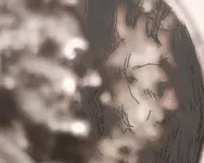 000ajou.webp