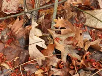 K1600_DSCN4330.webp
