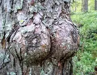 boob-tree-585bee4f3df78ce2c31cf9d1.webp