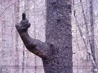 eff-you-tree-56a4f6903df78cf7728589dd.webp