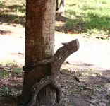 humping-tree-56a4f6903df78cf7728589e0.webp
