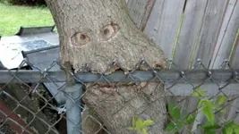 om-nom-nom-tree-56a4f68f5f9b58b7d0da1bb8.webp