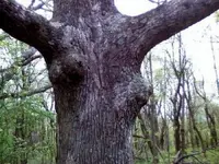 sexy_tree-wonky-boobs-56a4f68f5f9b58b7d0da1bb5.webp