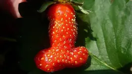 strawberry-5761734f3df78c98dc23cfde-5b07123bff1b780036694ce8.webp