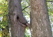 tree-5.webp