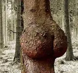 tree-booty-5762adcc5f9b58f22ed68019.webp