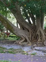 tree-gang-57616f855f9b58f22ecc4e1d.webp