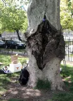 vagina-tree-576173d73df78c98dc24a4c7.webp