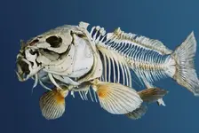 002-karp.webp