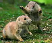 squirrel.webp