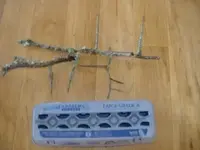 thorns -c.webp