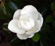 Magnolia_grandiflora.jpg