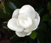 Magnolia_grandiflora.webp
