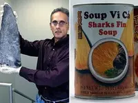 shark fin soup.webp