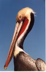 PELICAN.webp