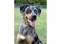catahoula%20leopard%20dog.webp