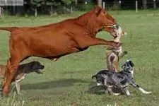 catahoula (2).webp
