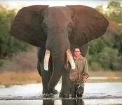elepant.webp