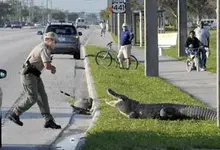 gator on 441.webp