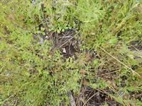 P5204434.webp