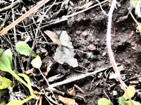 P5204433.webp