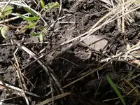P5204436.webp