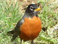 robin 1.webp
