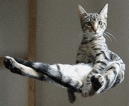 4e9a47722387a8a99093ad6fe3b8e6d2.gif