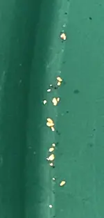 July Gold.webp