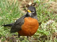 robin 2.webp