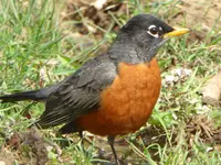 robin 3.webp