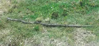IMG0020B (2).webp