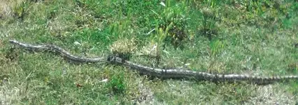 IMG0021A (2).webp