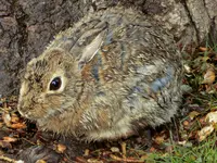 wet bunny.webp