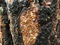 Butte Creek Ladybugs.webp