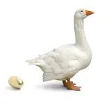 Goose-and-golden-egg.webp