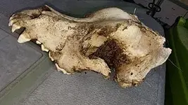 bear skull tn.webp