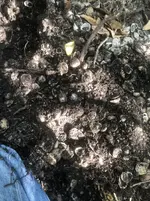 IMG_2288.webp IMG_2288.webp