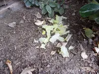 100_0351.webp