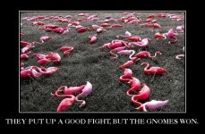 pink flamingos fight.jpg
