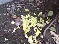 100_0354.webp