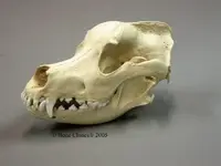 bear skull great dane.webp