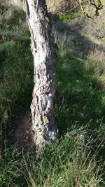 tree blaze.webp