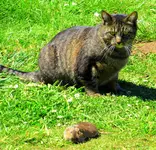 cat and hutch 001.webp