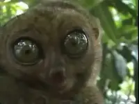 hqdefault.webp