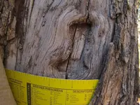 Quince pointer4-cleaned.webp