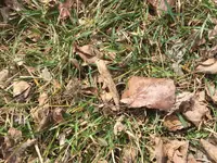 ImageUploadedByTreasureNet.com1555370080.135466.webp